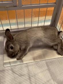 Small Pet Aluminum Cooling Plate, Anti-Bite Round Corner Physical Heat Dissipation, No Electricity Needed, Multiple Sizes Suitable For Rabbits, Guinea Pigs, Hamsters, Summer Heat Protection Fast Cooling Pet Cooling Pad - Multicolor - View 11