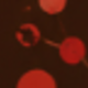 Dark Fruit Polka Dot