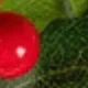 Red+Green 7
