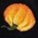 彩色
