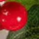 紅色+綠色5