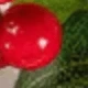 Red+Green 5