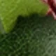 Red + Green 6