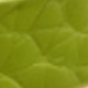 Fruit Green
