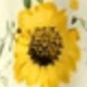 ABELHA