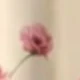 FLOR (RANNER)