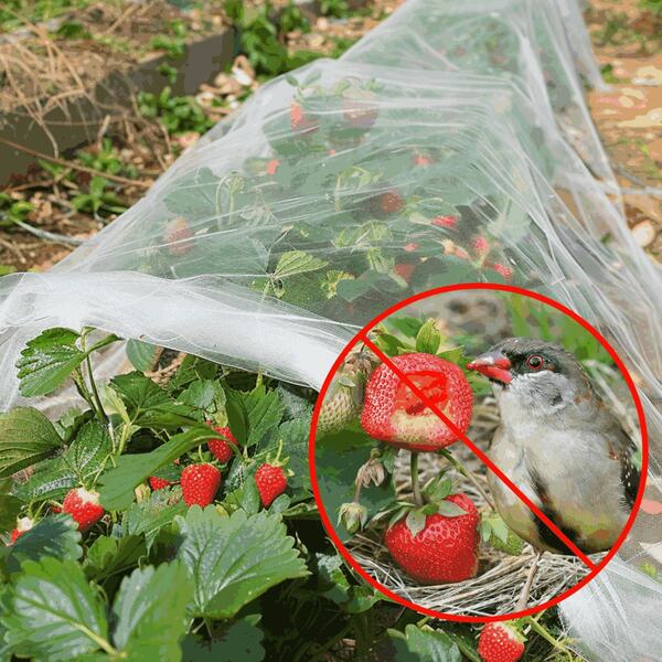 1pc Garden Netting, Plant Covers 9.84x32.8Ft Net Ultra Fine Mesh Protection Netting For Vegetable Plants Fruits Flowers Crops Greenhouse Row Cover Raised Bed Barrier Screen Protection Net Cover (3x10m)