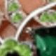 Green-silver