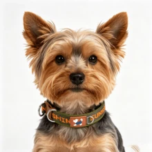 1件小型至中型犬項圈 | 舒適氯丁橡膠內襯保護毛髮 . 雙D型環強拉力抗力 . 字母提花滌綸織帶 . 可調節 . 適合小型至中型犬室內外使用 - 綠色 - 查看 3