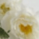 Alice-white-old Style