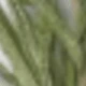 Green Rosemary