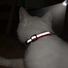 2pcs/Set Reflective Pet Collar & Leash Set, Adjustable Nylon Collar With Bell, Quick-Release Buckle Anti-Lost Design, Suitable For Small Puppies And Cats, 10 Colors Available, Night Visibility, Durable Outdoor Pet Walking Training Supplies, Daily Walk & Travel Pet Accessories - Multicolor - View 5