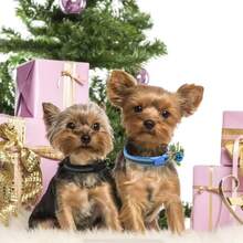 2pcs/Set Reflective Pet Collar & Leash Set, Adjustable Nylon Collar With Bell, Quick-Release Buckle Anti-Lost Design, Suitable For Small Puppies And Cats, 10 Colors Available, Night Visibility, Durable Outdoor Pet Walking Training Supplies, Daily Walk & Travel Pet Accessories - Multicolor - View 7