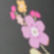 Black Floral