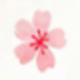 Late Cherry Blossom
