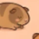 Orange-guinea Pig