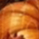 الأسود