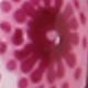 Rose-red Plum Blossoms