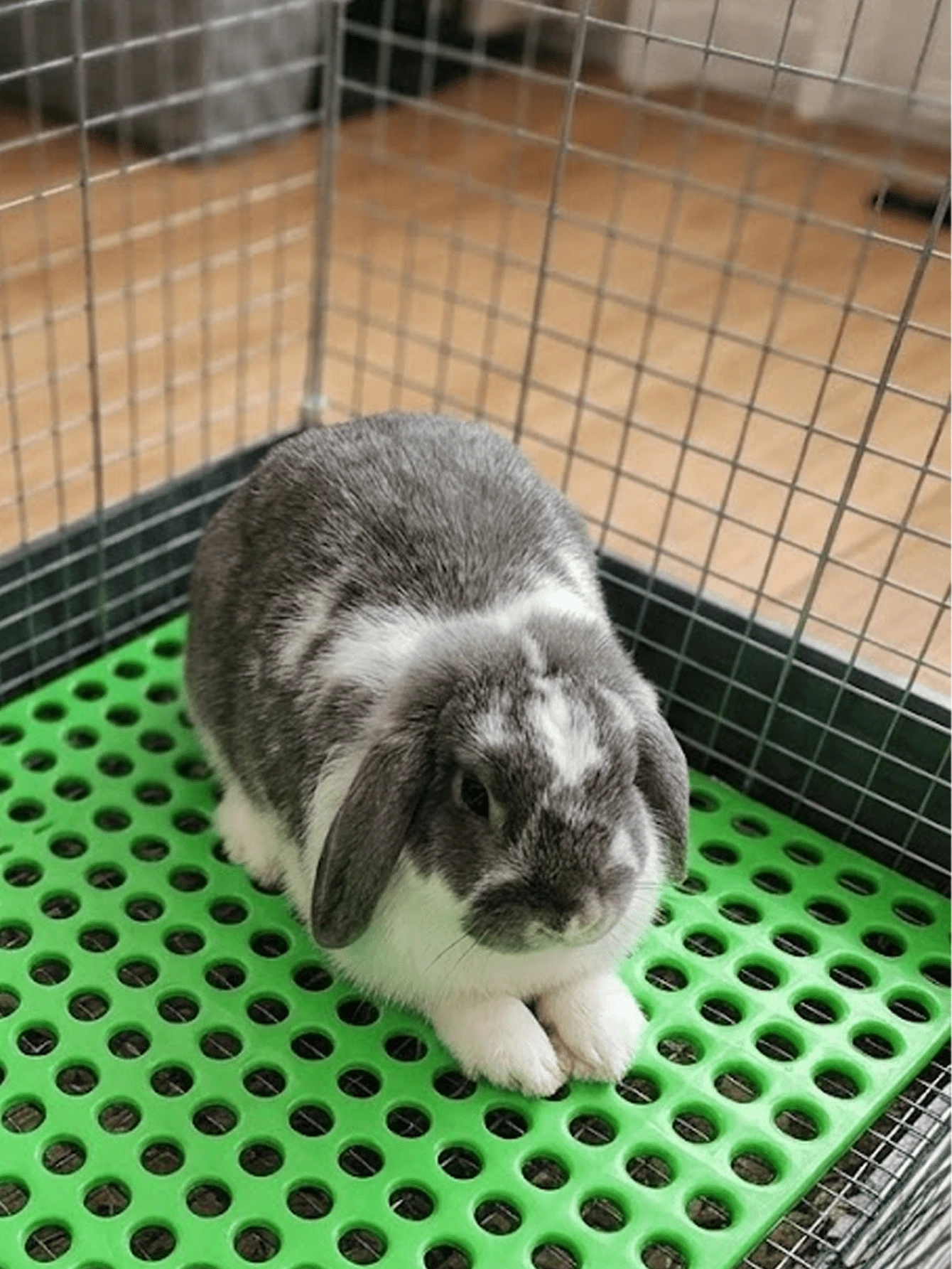 1pc Plastic Rabbit Cage Floor Grate, Small Animal Foot Mat With Waste Holes, Easy To Clean Claw Protection Board, Pet Fence Habitat Bottom Accessory, Suitable For Guinea Pigs, Rabbits, Hamsters - Green - View 1