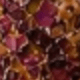 Love Petals
