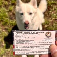 2Pcs Cards Info Cards Explain Your Rights - Info Cards Let People Who Don't Understand Your Rights Know You Can Take Your Dog Anywhere - Information - View 2