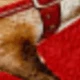 متعدد الألوان