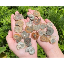 Ammonite Fossil Pair: Natural Matching Opalized Ammonites - Choose Size & Amount - Multicolor - View 2