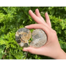 Ammonite Fossil Pair: Natural Matching Opalized Ammonites - Choose Size & Amount - Multicolor - View 5