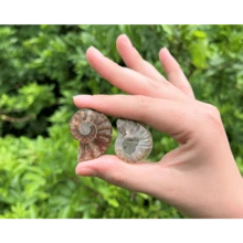 Ammonite Fossil Pair: Natural Matching Opalized Ammonites - Choose Size & Amount - Multicolor - View 4