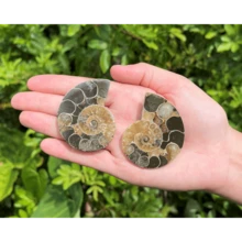 Ammonite Fossil Pair: Natural Matching Opalized Ammonites - Choose Size & Amount - Multicolor - View 7