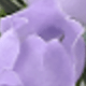 紫色