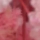 Cherry Blossom Pink