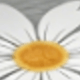 Chrysanthemum