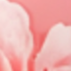 櫻花