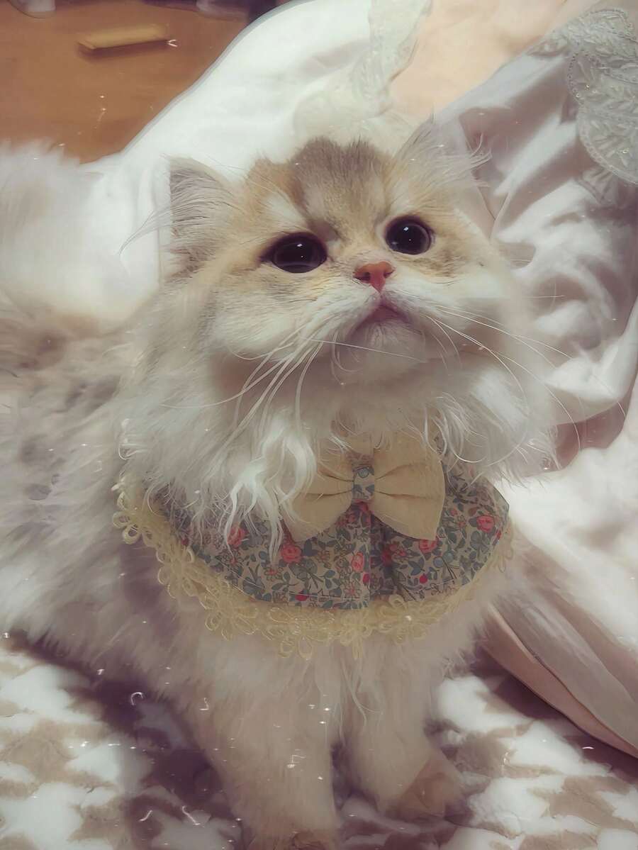 1pc Cute Cat Floral Bow Collar, Detachable, Floral Pattern, Suitable For Indoor Cats, Kittens, Small Dogs, Puppies And Other Small Pets, Cat Accessories, Cat Dog Bandana - Multicolor - View 1