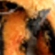 Orange and Black Tiger