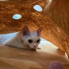 Foldable Cat Tunnel Toy, Washable Felt Tunnel, Easy To Store And Carry - Multicolor - View 6