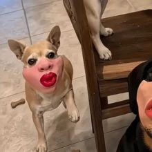 Funny Pet Muzzle Mask PU Material Flame Red Lips Pipe Shape Muzzle Mask Halloween, Christmas Party Pet Funny Prop - Multicolor - View 9