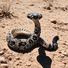 Movable Eastern Rattlesnake, Realistic Game Toy, Extra Large - 95cm, Medium - 50cm, Lifelike Scale Texture Flexible Joint Snake Decoration, Suitable For Home And Study Display - Multicolor - View 6
