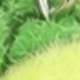 綠色