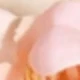 58807 Pink