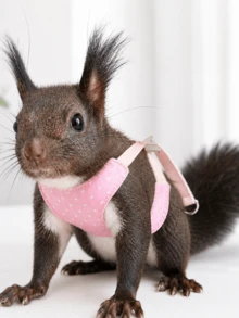 1pc Small Animal Harness & Leash Set, Escape-Proof Adjustable Plaid Vest-Style Cute Clothing, Outdoor Pet Walking Leash, Suitable For Squirrel, Guinea Pig, Ferret, Rat, Hamster, Prairie Dog Pet Accessories - Multicolor - View 9