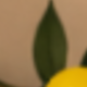 Ink Bamboo Leaf Lemon Vine