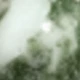 Aquatic Plants