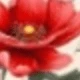 Multi-color - Red Floral