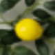 Citrus Aurantifolia