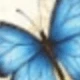 Multi-color-butterfly