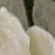 White - 4-head Peony