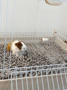 1pc Chenille Small Animal Cage Mat, Super Absorbent & Washable, Guinea Pig Mat, Soft Microfiber Pet Bed Pad, Pee Pad, Sleeping Mat, Suitable For Hamster, Rat, Rabbit, Hedgehog, Pet Cage Decoration Accessory - A - View 6