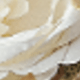 Milky White